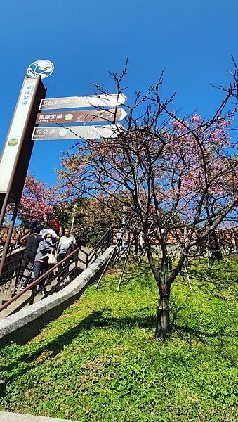 【台北賞櫻景點】東湖樂活公園&amp;內溝溪賞櫻生態之旅