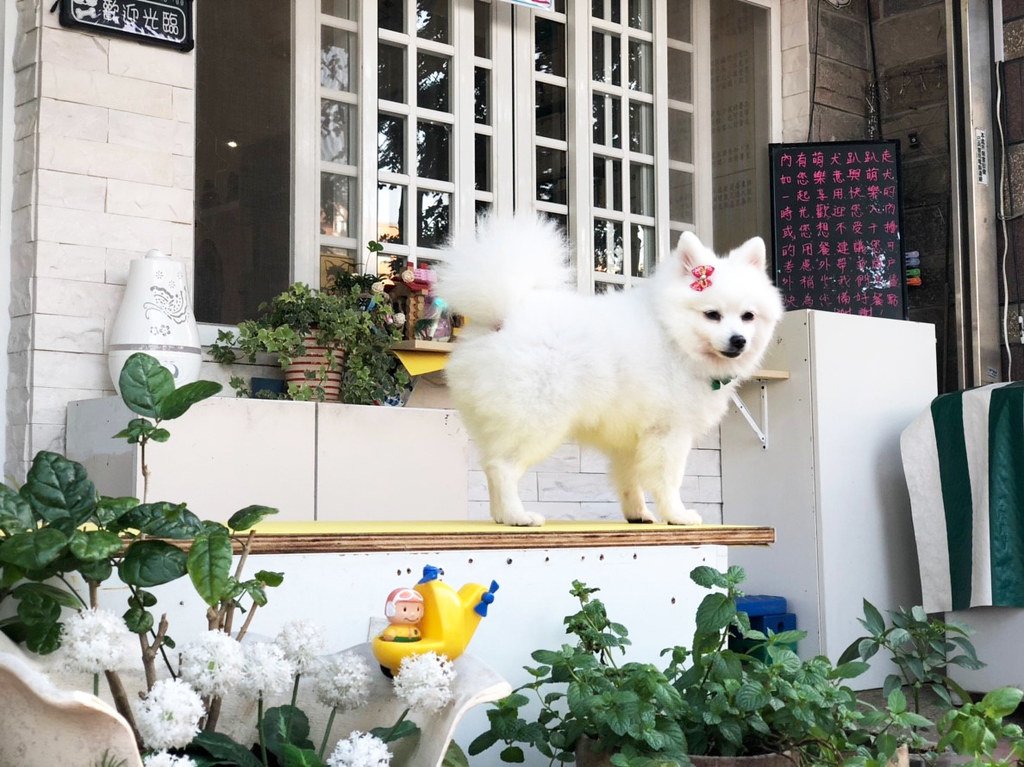 【台南安平寵物餐廳】推薦｜凱荳家庭寵物餐廳