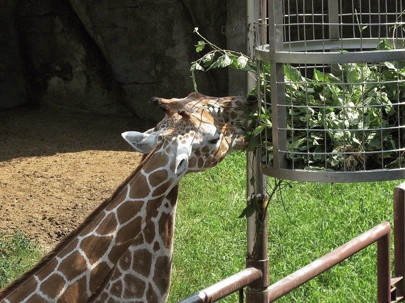 臺北市立動物園_長頸鹿