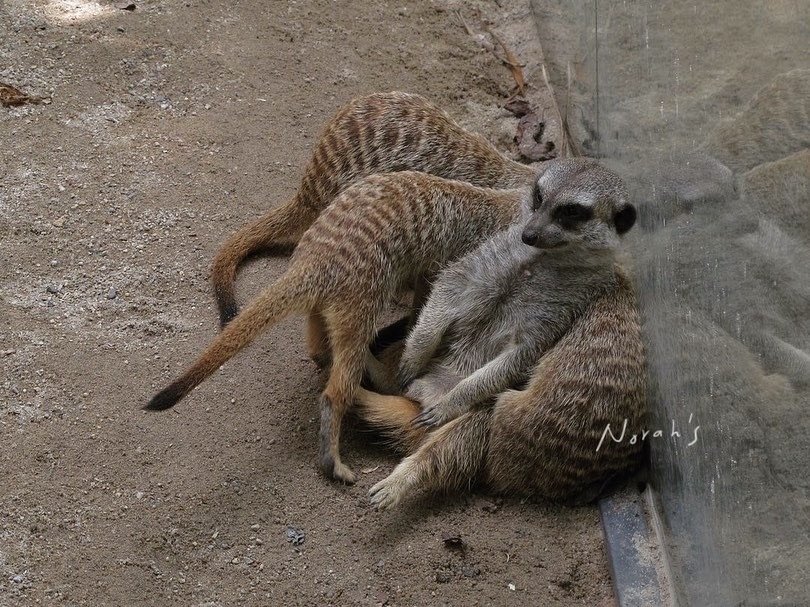 臺北市立動物園_狐獴