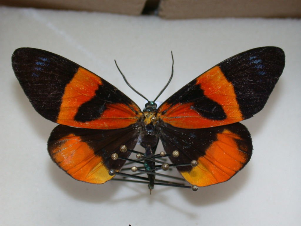 Eusphalera venus1.JPG