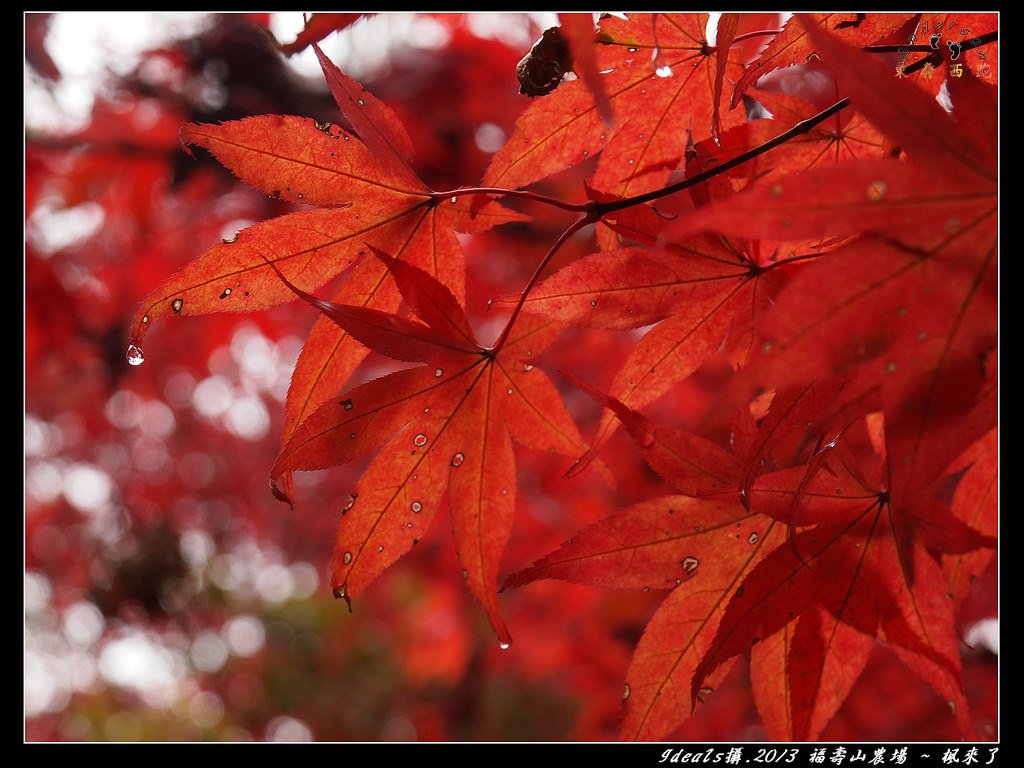 FB楓紅PB025375