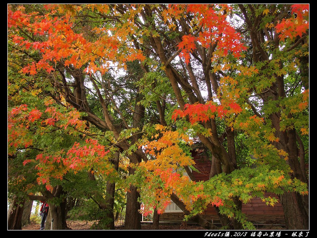 FB楓紅PB025436