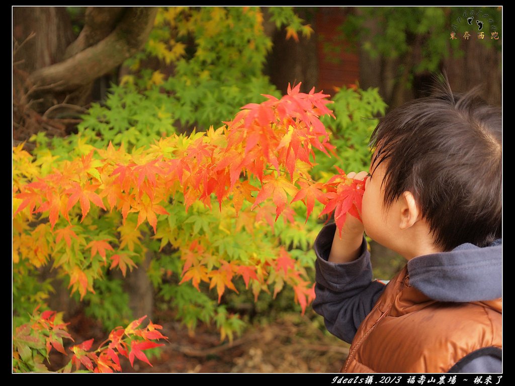 FB楓紅PB025435