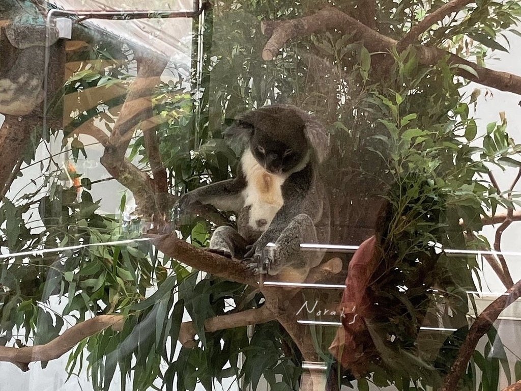 臺北市立動物園_無尾熊