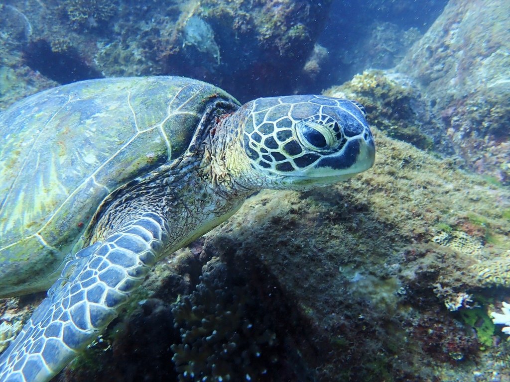 維特藥師的潛水日誌