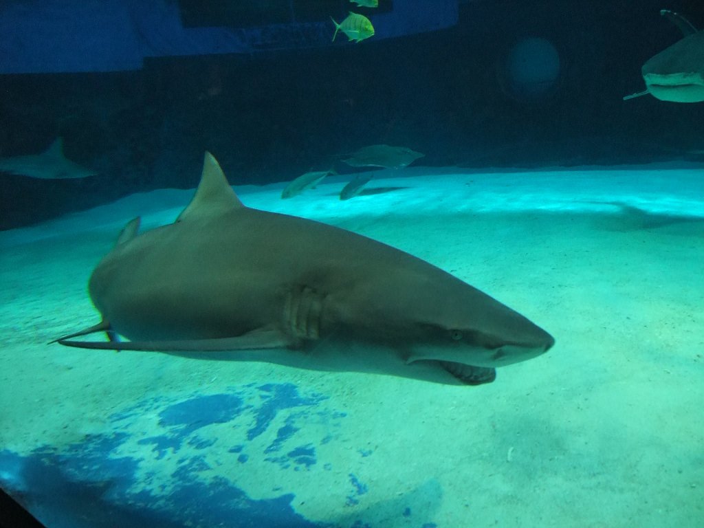 沖繩美麗海水族館