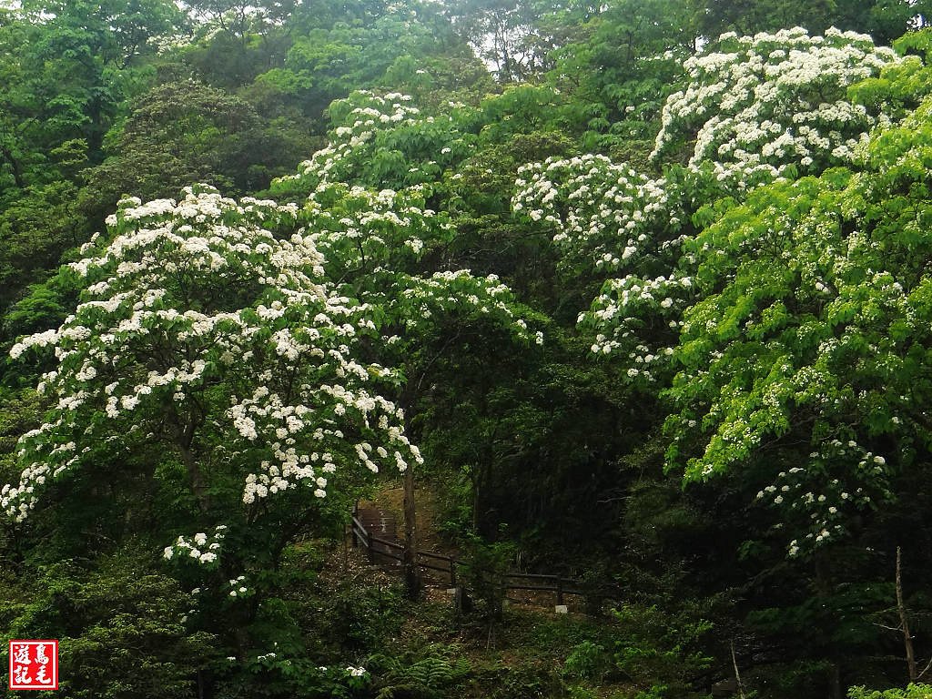 白雲步道賞桐花 (47).jpg