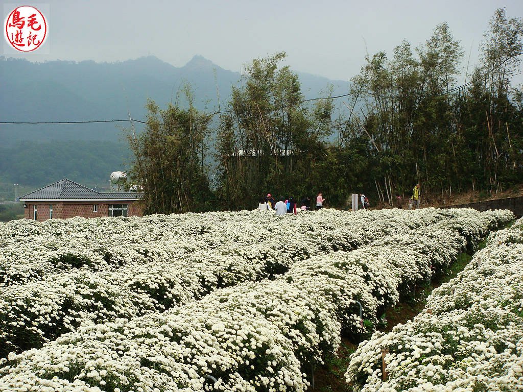 銅鑼杭菊 (27).jpg