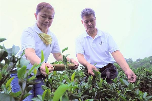 三峽茗茶祥興行由第六代茶農周育成(右)及李秀_(左)夫婦所經營，經營1.8公頃的茶園