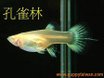粉紅白黃尾禮服--母(燕基).JPG