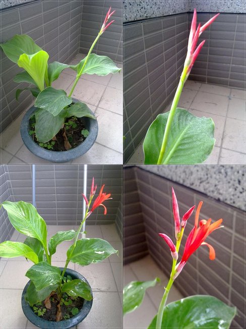 蓮焦花.jpg