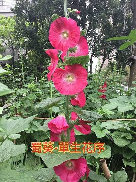 新竹市安親班-佑孳植物花果實種子(3上)