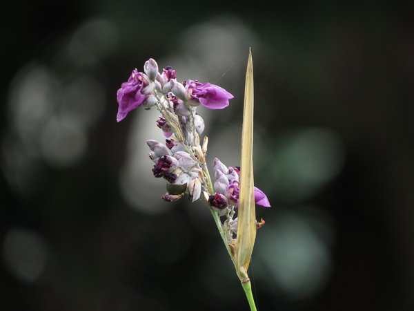 水竹芋13.jpg