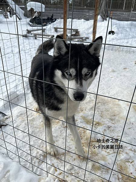 *(芬蘭極光)芬蘭旅遊/雪地桑拿馬車/哈士奇雪橇狗/聖誕老人