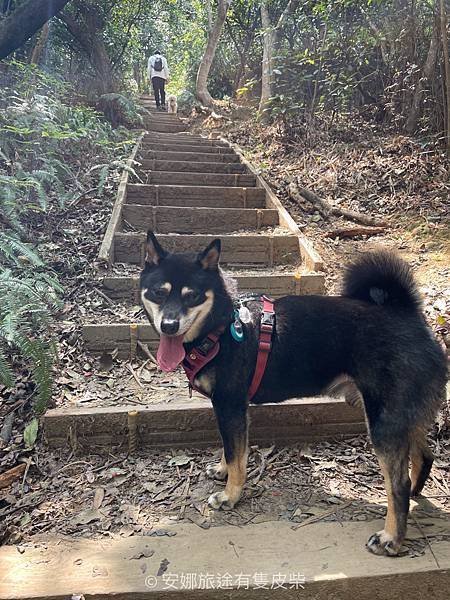 【寵物毛孩。士林劍潭山親山步道】捷運劍潭站 圓山風景區 微風