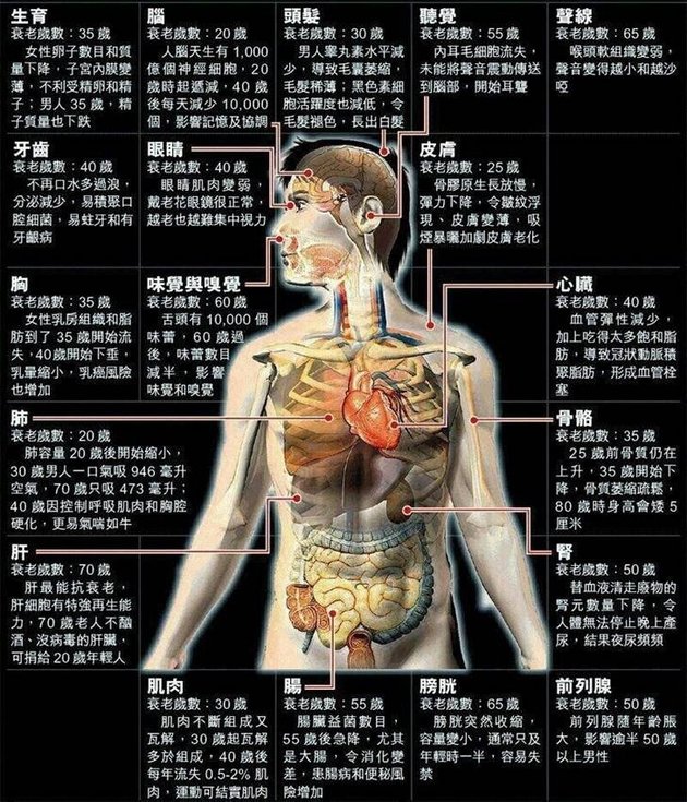 人類各器官衰老歲數