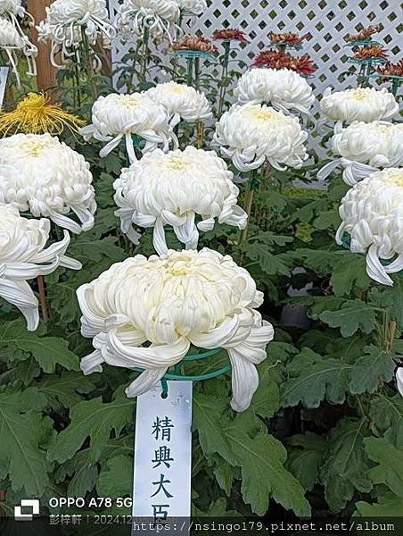 2024士林官邸菊展的花田筆記(下)：朝隈俊男公仔系列及其他