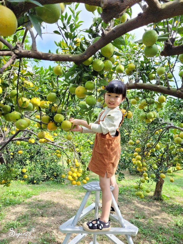 苗栗橙香森林9.jpg