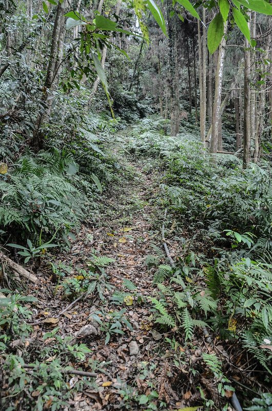 比來山西南峰土產道