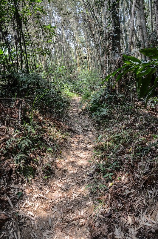 薯園山登山山徑