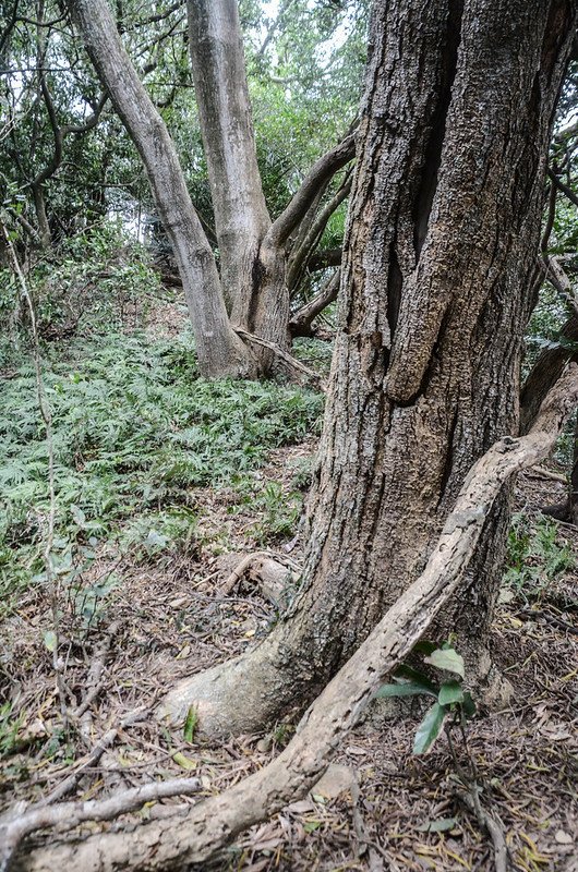 石頭山稜線山徑 (1)