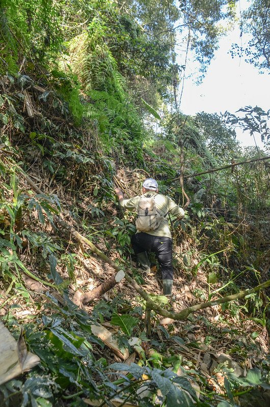 掘沓山登山山徑 (1)