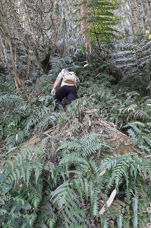 掘沓山登山山徑 (5)