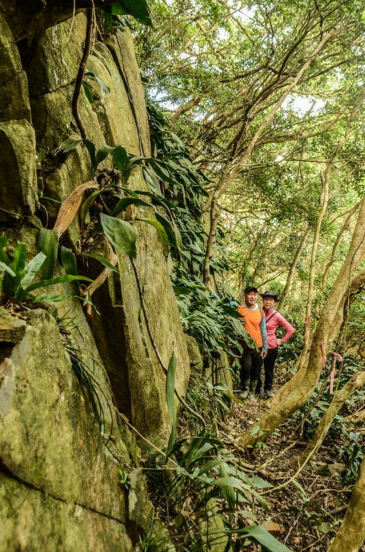 豬老束山山腰廢產道 (4)