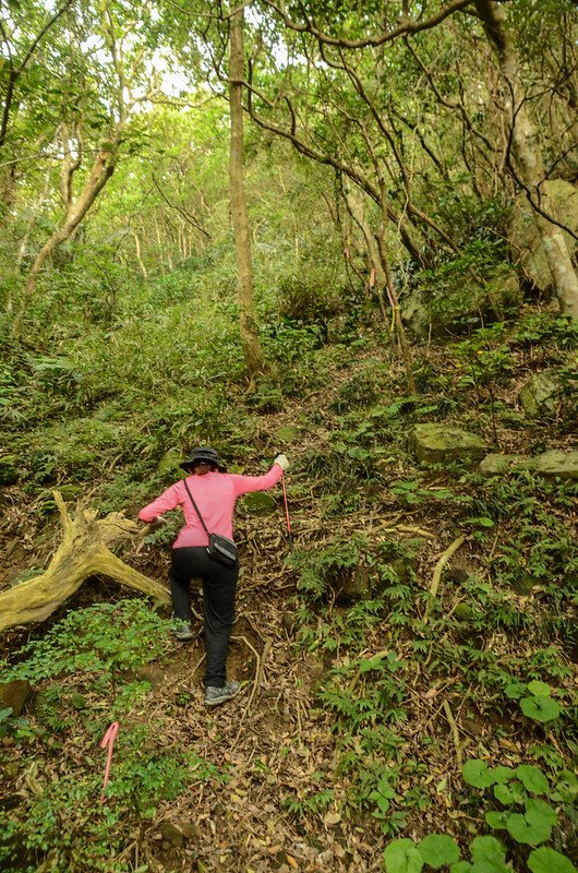 豬老束山登山山徑 (5)