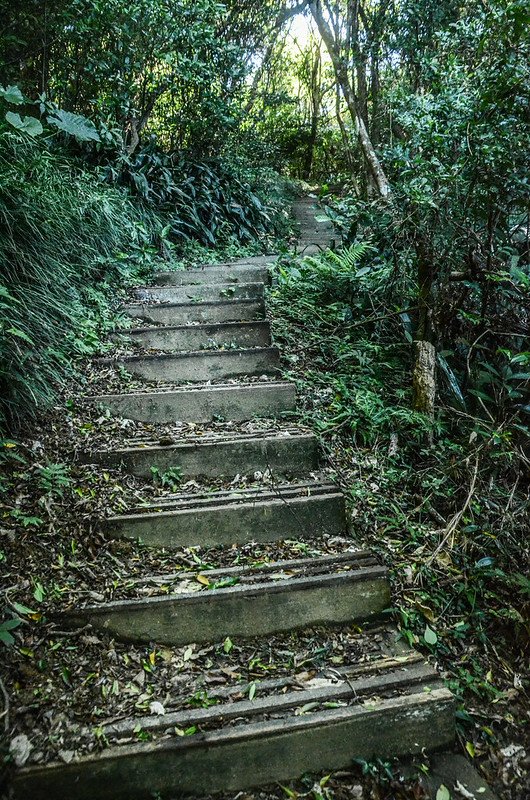 帽子山步道 (7)