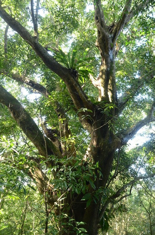 大武藏山北峰巨木 (1)