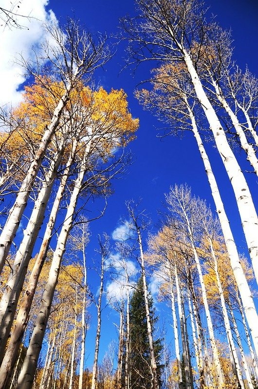 Fall foliage of aspen along Lily Pad Lake Trail (6)