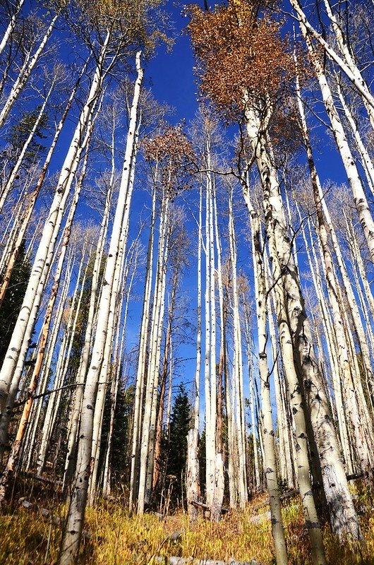 Fall foliage of aspen along Lily Pad Lake Trail (14)