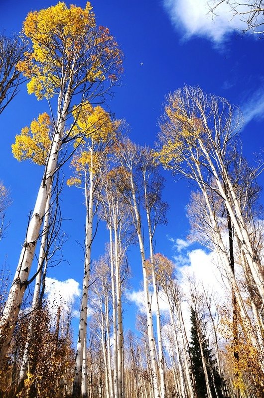 Fall foliage of aspen along Lily Pad Lake Trail (17)