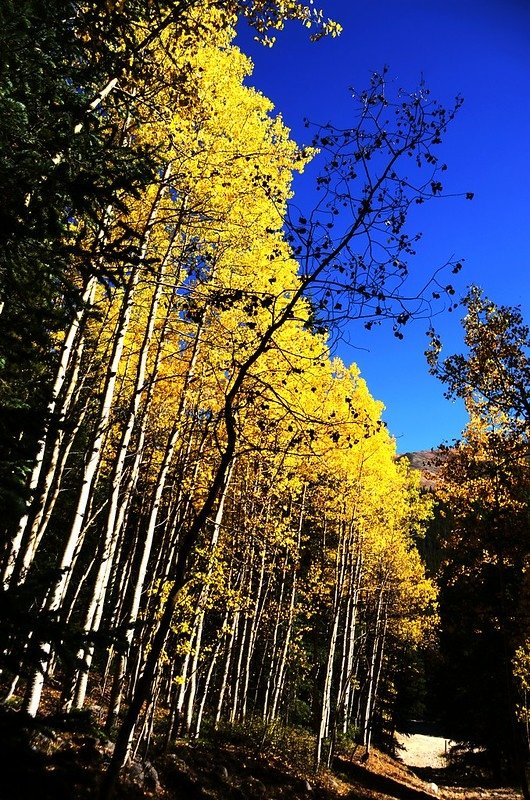 Fall foliage of aspen along Chihuahua Lake Trail (4)