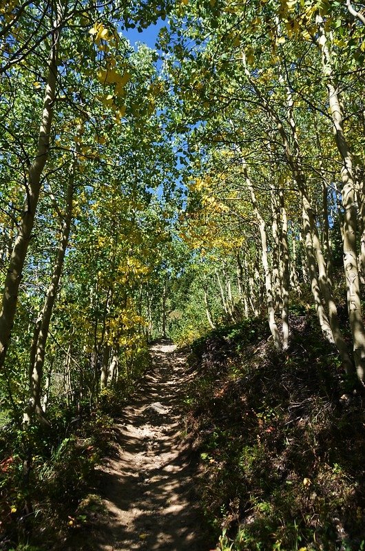 The trail uphill along the open slopes and weaving through young Aspen groves (2)