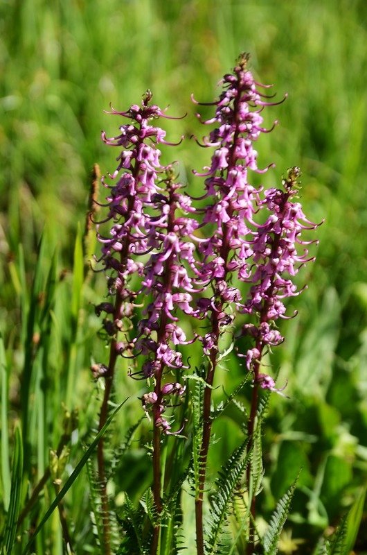 Elephant Head flower (1)