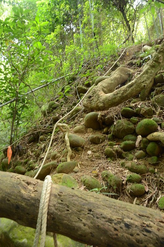 三爺坑山登山步道 (4)