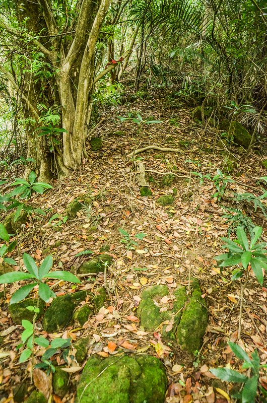 龍頂山山徑瘦稜