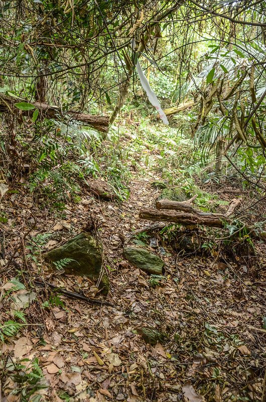 焿寮坪山主稜稜線山徑