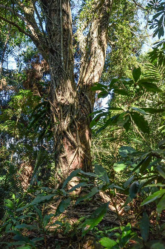 洗水山北峰第二支稜平台家屋遺址 (2)