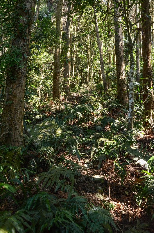 洗水山北峰第三支稜林相 (1)