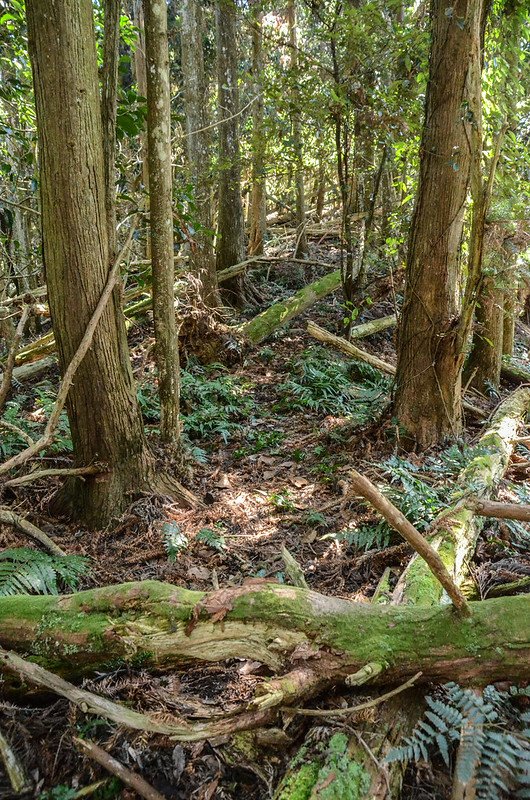 洗水山北峰主稜線路徑