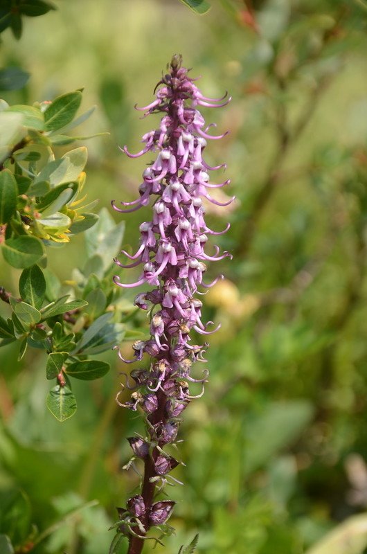 Elephant head flower