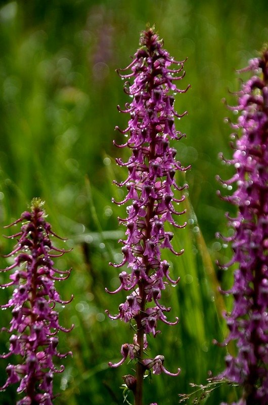 Elephant Head flower