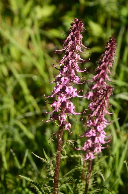 Elephant Head Flower (1)