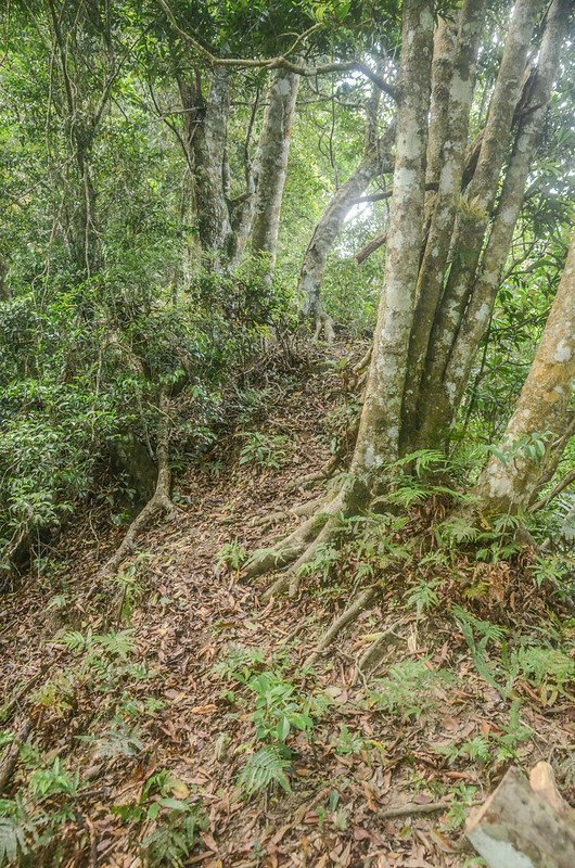 久武山東峰東稜稜線山徑 (3)