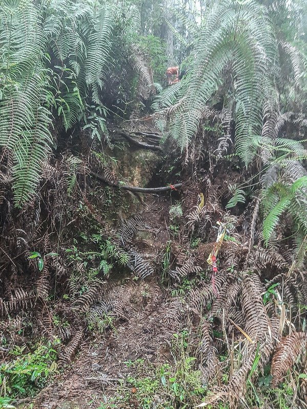 加奈鹿山紅石林道登山口