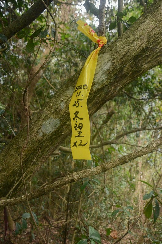 山友林老師路條